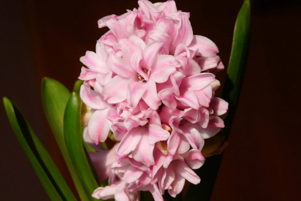 風(fēng)信子花謝了怎么處理，在沙土中保存種球