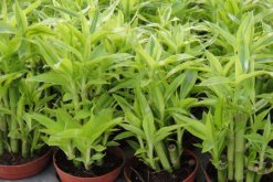 富貴竹能放臥室嗎，可以放在臥室