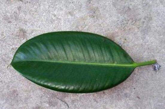 橡皮樹扦插，教你六大基本步驟快速生根發(fā)芽(30天)