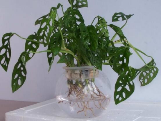 龜背竹滴水是怎么回事，只是一種正常的吐水現(xiàn)象(水分充足)