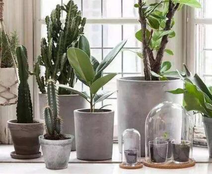 仙人掌的養(yǎng)殖方法和注意事項，小白都能學(xué)會的種植方法和技巧