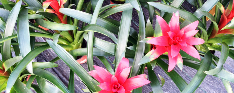 鴻運(yùn)當(dāng)頭抗凍嗎