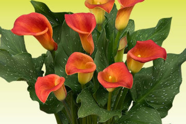 彩色馬蹄蓮的養(yǎng)殖方法和注意事項