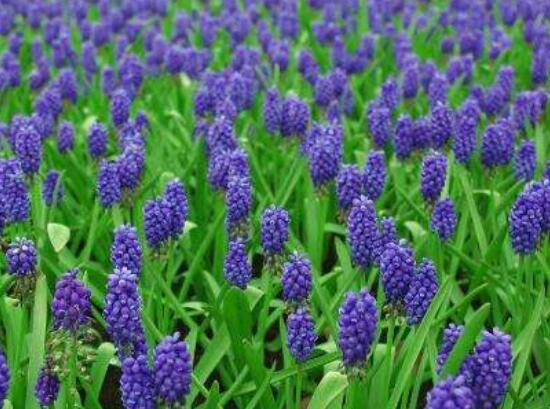 風(fēng)信子夏季怎么處理，養(yǎng)護(hù)球莖/置于陰涼通風(fēng)位置