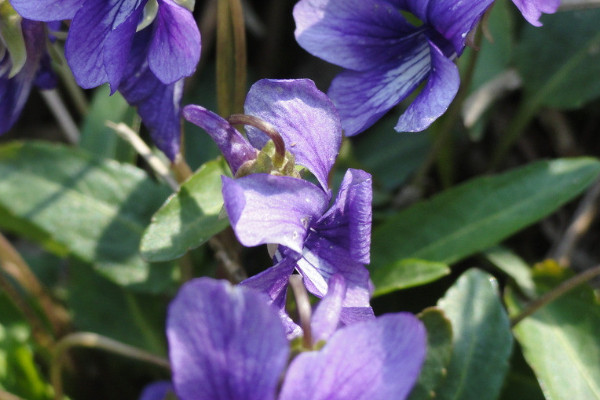 紫羅蘭為什么會(huì)變顏色