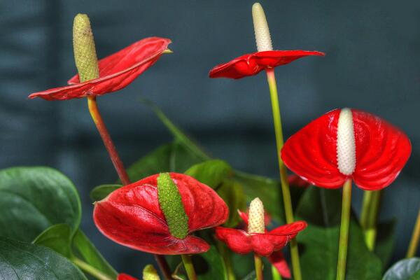 紅掌的寓意是什么，大展宏圖、火熱與希望