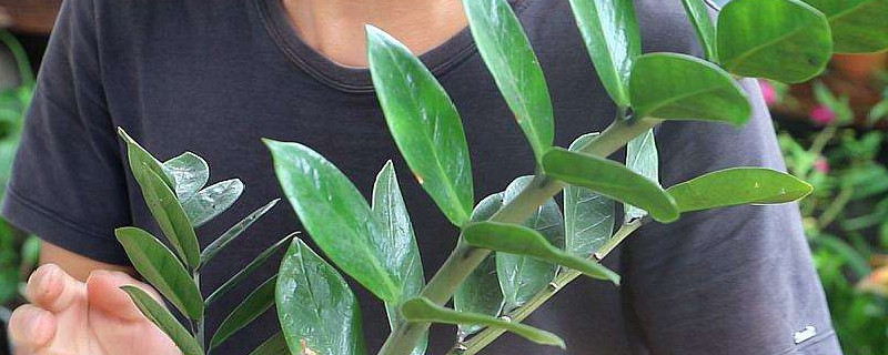 金錢樹(shù)怎樣配土