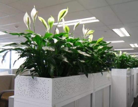 一帆風(fēng)順多久澆一次水，做到不干不澆、澆則澆透原則