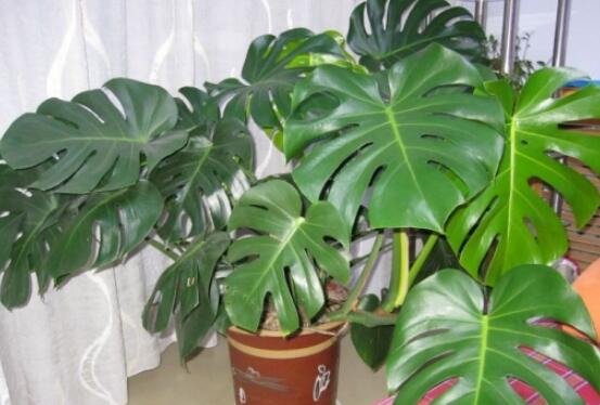 龜背竹滴水是怎么回事，只是一種正常的吐水現(xiàn)象(水分充足)