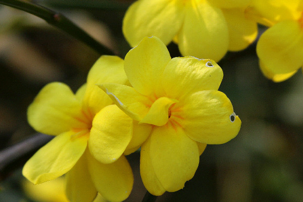 迎春哪個(gè)品種開花時(shí)間長