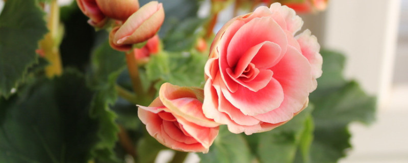 長壽花葉子發(fā)白是什么原因