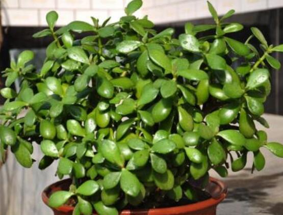 玉樹可以放在室內(nèi)嗎，小心碰觸導(dǎo)致瘙癢、腫痛(有毒)