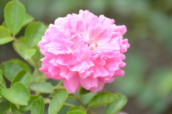 薔薇花和玫瑰的區(qū)別