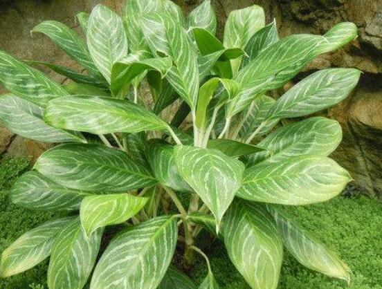 萬年青樹的種類，好看的六種萬年青圖片欣賞