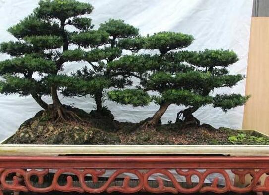 羅漢松能種大門(mén)兩邊嗎，可以/趨吉避兇、辟邪化煞