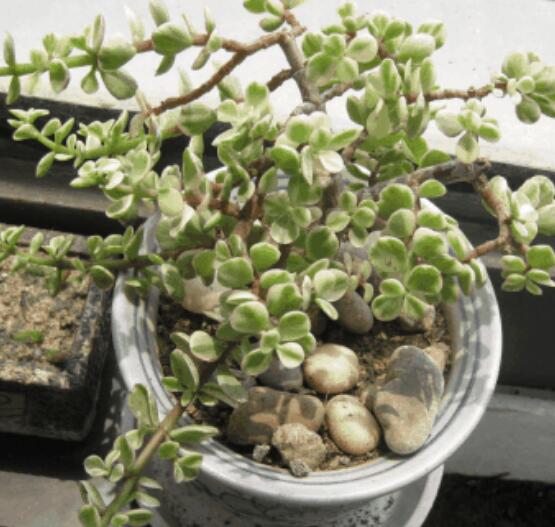 雅樂之舞怎么扦插，春季最佳/剪取生長健壯枝條