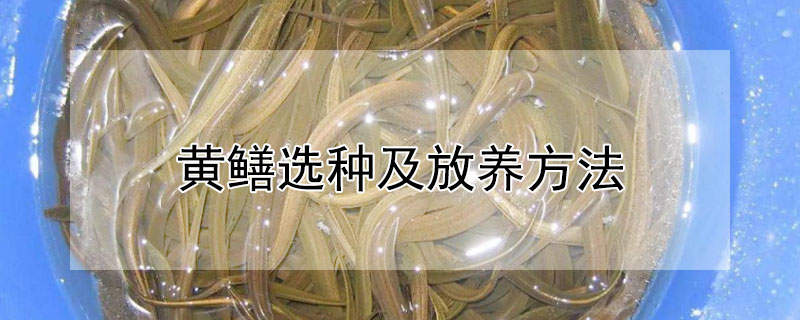 黃鱔選種及放養(yǎng)方法