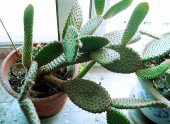 仙人掌怎么移植，用土覆蓋全根系、壓實(shí)土壤固定