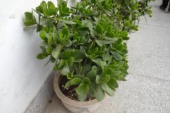 燕子掌根腐爛怎么處理，先找到原因再進(jìn)行處理