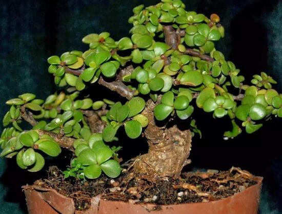 盆栽玉樹怎么養(yǎng)護(hù)，老農(nóng)總結(jié)七大養(yǎng)護(hù)方法