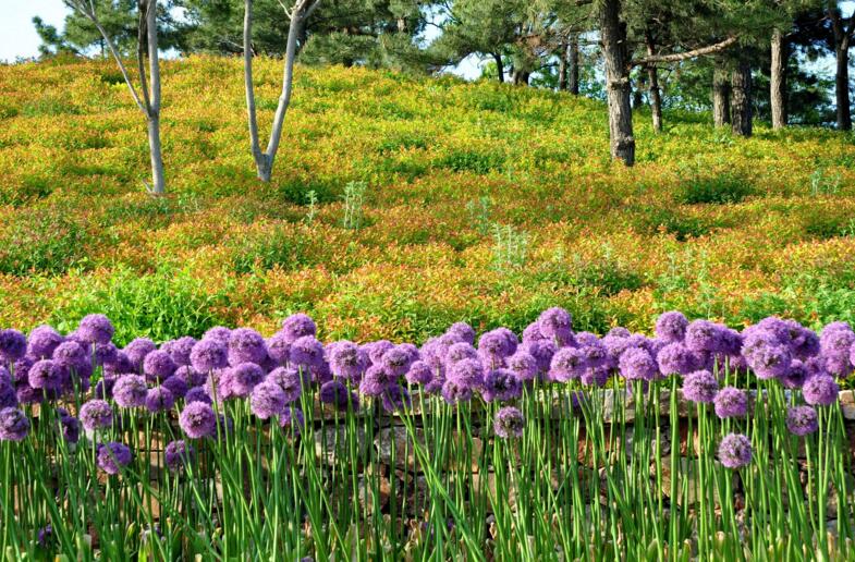 風(fēng)信子土培的養(yǎng)殖方法，要從土壤等5個(gè)方面注意