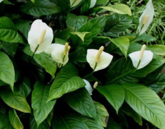 一帆風(fēng)順?biāo)B(yǎng)還是土養(yǎng)，土養(yǎng)最為合適(水養(yǎng)易爛根)