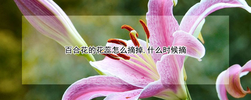百合花的花蕊怎么摘掉,什么時(shí)候摘