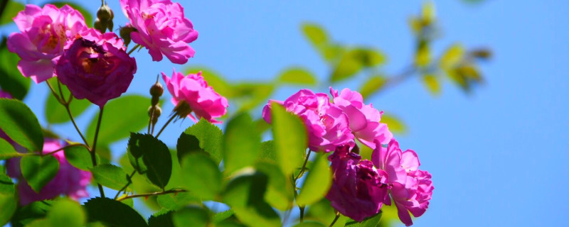 薔薇花怎么養(yǎng)護