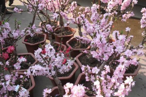 盆栽桃花的養(yǎng)殖方法，保證土壤、環(huán)境適宜