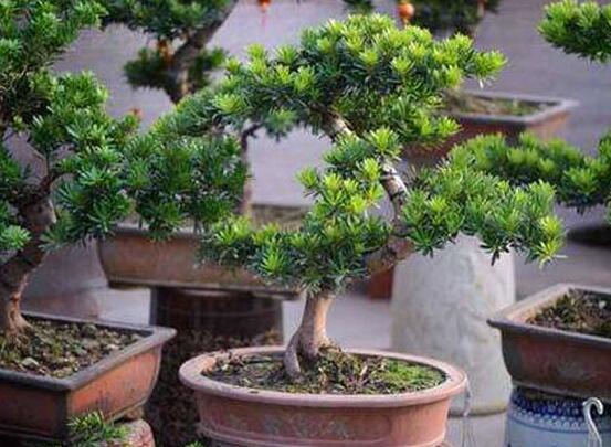 羅漢松修剪方法圖解，只需要三點(diǎn)步驟造型美觀茂盛