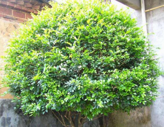 九里香葉子為什么發(fā)黃，九里香葉子發(fā)黃怎么辦