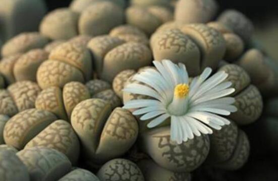 生石花怎么養(yǎng)護(hù)，做好五點(diǎn)生長(zhǎng)美觀茂盛