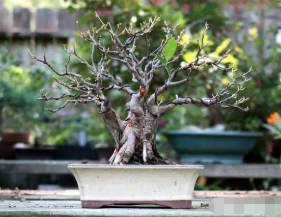 榕樹(shù)繁殖方法大全，教你四大繁殖方法(扦插/壓條/播種/嫁接)