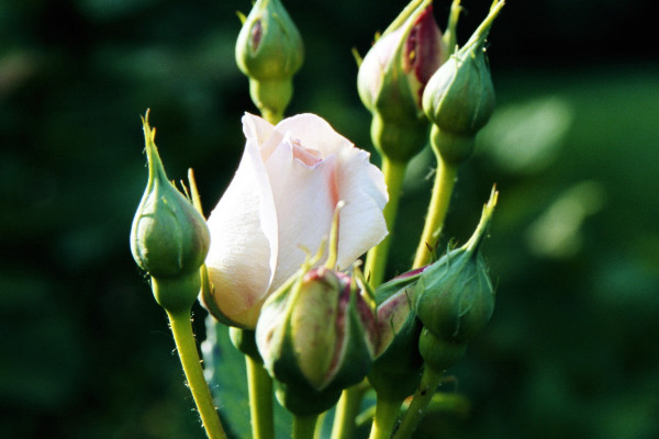 玫瑰怎么養(yǎng)