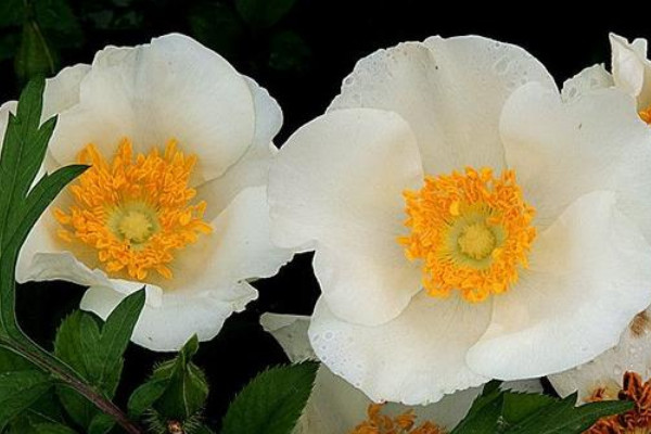 金櫻子開(kāi)什么樣的花