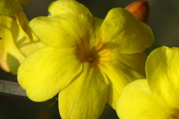 迎春花會結(jié)出什么果實