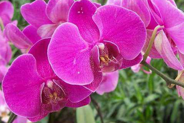 蝴蝶蘭花劍斷了多長(zhǎng)時(shí)間再長(zhǎng)出來(lái)