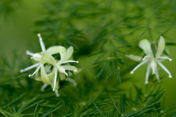 文竹開(kāi)花是好兆頭嗎，象征好運(yùn)來(lái)臨生活幸福
