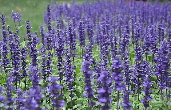 薰衣草精油的功效與用法，美容養(yǎng)顏、舒緩心情