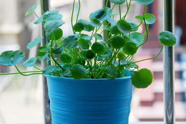 銅錢草冬天怎么養(yǎng)，及時(shí)搬入室內(nèi)進(jìn)行保暖