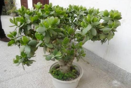 玉樹爛根了怎么辦該如何挽救，玉樹爛根后怎樣移栽