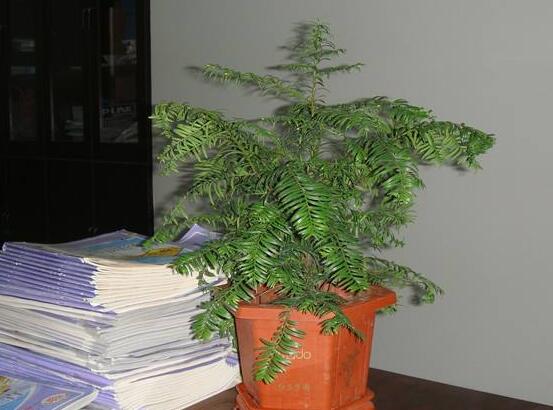 紅豆杉放家哪個(gè)位置好，教你六種最佳擺放地點(diǎn)(招財(cái)生旺)