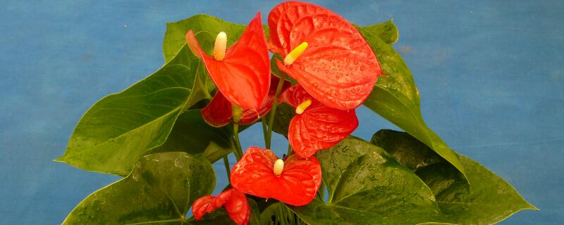 火鶴的養(yǎng)殖方法和注意事項