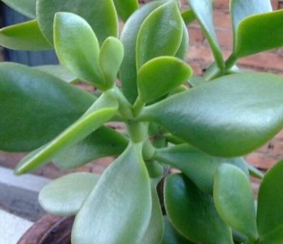 燕子掌能放在室內(nèi)養(yǎng)嗎，能/吸收有害氣體、釋放氧氣(身體健康)