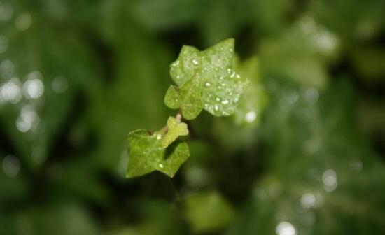 常春藤葉子發(fā)黃的原因有三，讓它重新恢復生機