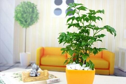 幸福樹的葉子全蔫了，從4個方面解決出現(xiàn)的問題