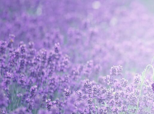 藍(lán)色薰衣草花語，一對戀人之間的心心相印