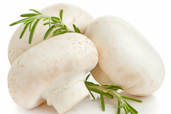 蘑菇栽培技術(shù)