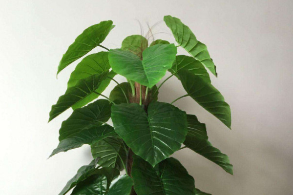 滴水觀音生長(zhǎng)溫度