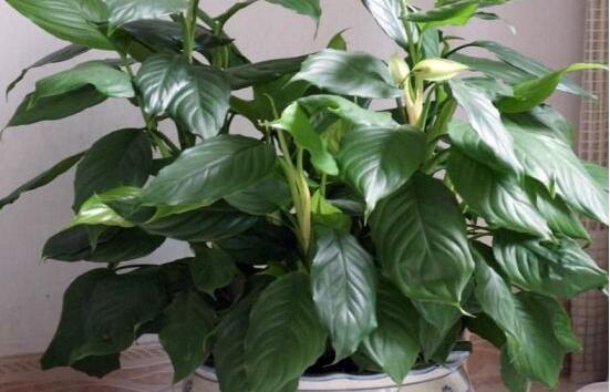 萬年青種類有哪些，八種萬年青種類概述